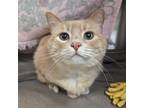 Adopt Larry a Tan or Fawn Domestic Shorthair / Mixed cat in Hailey