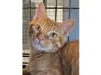 Adopt Lafayette a Orange or Red Domestic Shorthair / Domestic Shorthair / Mixed