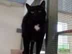 Adopt Solar a All Black Domestic Shorthair / Domestic Shorthair / Mixed cat in