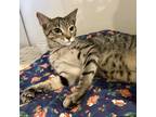 Adopt Umbreon a Brown Tabby Domestic Shorthair (short coat) cat in St Augustine