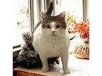 Adopt Mariska a Gray or Blue (Mostly) Domestic Shorthair / Mixed cat in Garner