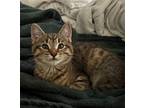 Adopt Tiny (Courtesy Post) a Domestic Shorthair / Mixed (short coat) cat in San
