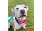 Adopt Walter a White American Pit Bull Terrier / Mixed dog in Baton Rouge