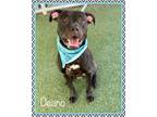 Adopt DEANO - see video a Boxer