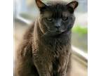 Adopt Meredith a Gray or Blue Domestic Shorthair cat in Breinigsville