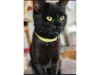 Adopt Auburn a All Black Domestic Shorthair cat in Breinigsville, PA (38080460)