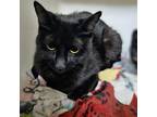 Adopt Potassium a All Black Domestic Shorthair / Mixed cat in Madison