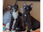 Adopt Bandit & Ziggy (super friendly!) a Bombay, Exotic Shorthair