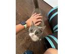 Adopt Hera a Gray or Blue (Mostly) Domestic Shorthair / Mixed (short coat) cat