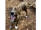 Adopt Sarge a Brown/Chocolate Catahoula Leopard Dog / Mixed dog in Cumming