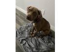 Adopt Hazel a Brown/Chocolate - with White Blue Lacy/Texas Lacy / Labrador