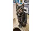 Adopt 5630 (Clover) a Brown Tabby Domestic Shorthair / Mixed (short coat) cat in