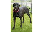 Adopt Rocket a Black Labrador Retriever / Doberman Pinscher / Mixed dog in
