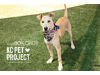 Adopt Bok Choy a Tan/Yellow/Fawn Mixed Breed (Large) / Mixed dog in Kansas City