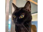 Adopt Mama a All Black Domestic Shorthair / Domestic Shorthair / Mixed cat in