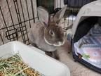 Adopt Zippy a Dutch Mini Rex / Mixed rabbit in Melbourne, FL (38190625)