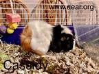 Adopt Cassidy a Guinea Pig small animal in Libertyville, IL (38086368)
