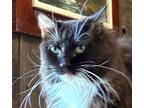 Adopt Ruby a Black & White or Tuxedo Maine Coon / Mixed (long coat) cat in