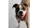 Adopt Bella Bostyn a White Boxer / Mixed dog in Harrah, OK (38128218)