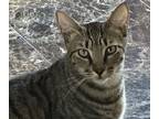 Adopt Regent a Brown Tabby Domestic Shorthair / Mixed (short coat) cat in