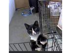 Adopt DWH a All Black Domestic Shorthair / Mixed cat in Irwin, PA (38257093)