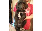 Adopt 8 "DOODLE" PUPPIES a Standard Poodle, Collie
