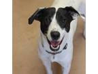 Adopt MAGPIE a Black Border Collie / Mixed Breed (Medium) / Mixed dog in Kyle