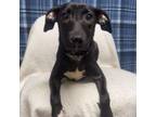 Adopt Jacob a Black Labrador Retriever