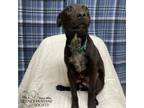 Adopt Wilhelm a Black Labrador Retriever