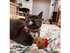 Adopt Mystery a Domestic Shorthair / Mixed cat in Kingston, NY (38217060)