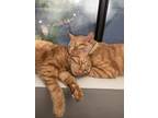 Adopt Axel a Orange or Red Tabby Domestic Shorthair / Mixed (medium coat) cat in