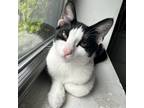 Adopt Frog a White Domestic Shorthair / Mixed cat in New York, NY (38217729)
