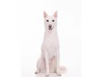 Adopt Bookku a White - with Tan, Yellow or Fawn Jindo / Shiba Inu / Mixed dog in