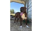 Adopt Sadie a Brindle Mixed Breed (Medium) dog in Opelousas, LA (38283641)