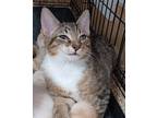 Adopt Chibs a Domestic Shorthair / Mixed (short coat) cat in Ft.