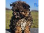 Shih-Poo Puppy for sale in Bernville, PA, USA