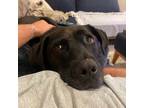 Adopt Jada a Black Labrador Retriever / Mixed dog in Sagaponack, NY (38127501)