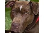 Adopt Cash a Brown/Chocolate - with White American Staffordshire Terrier / Blue