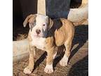 Olde Bulldog Puppy for sale in Jackson, TN, USA