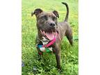 Adopt Heather a Brindle Mixed Breed (Large) / Mixed dog in Cincinnati