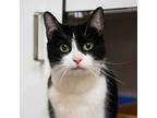 Adopt Spring a All Black Domestic Shorthair / Domestic Shorthair / Mixed cat in