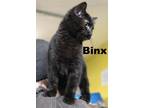 Adopt Binx a Domestic Short Hair