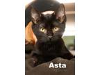 Adopt Oreo and Asta a Domestic Short Hair