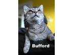 Adopt Bufford a Tabby