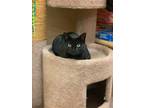 Adopt Lorelai a All Black Domestic Shorthair / Mixed (short coat) cat in