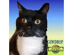 Adopt Gumdrop a Black & White or Tuxedo Domestic Mediumhair (medium coat) cat in