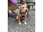 Adopt Zoey / Zaza (Trust Fund Litter Mom) a American Pit Bull Terrier / Mixed