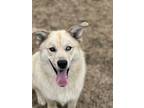 Adopt Fozzie a White Husky / Chow Chow / Mixed dog in Irving, TX (38235428)