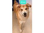 Adopt Kizer a Shepherd, Husky