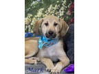 Adopt Mark (D23-081) a Tan/Yellow/Fawn Hound (Unknown Type) / Mixed dog in